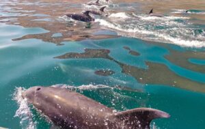 delfines pasando en el mar